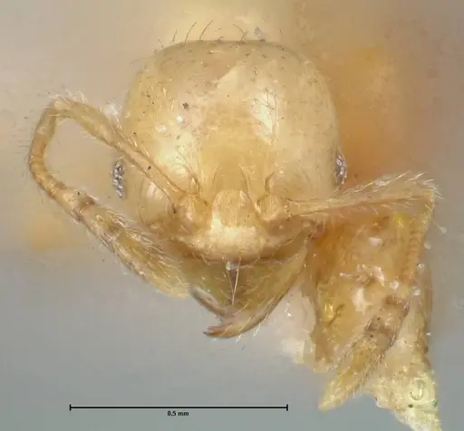 Pheidole subarmata - FOCOL1556