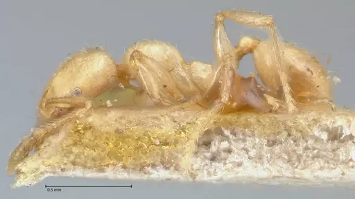 Pheidole subarmata - FOCOL1556