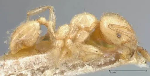 Pheidole subarmata - FOCOL1556