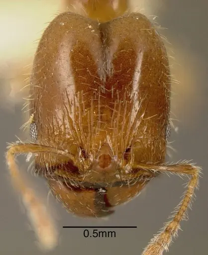 Pheidole subarmata - INBIOCRI001281170