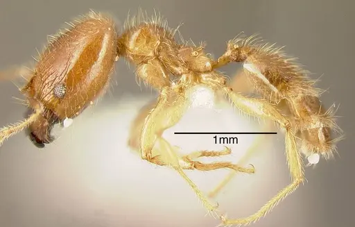 Pheidole subarmata - INBIOCRI001281170