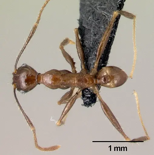 Pheidole submonticola specimen