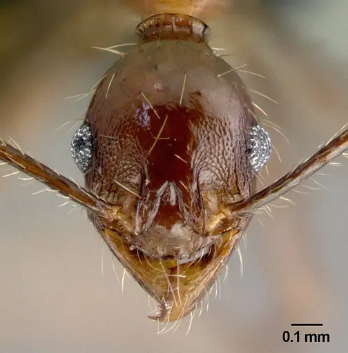 Pheidole submonticola specimen