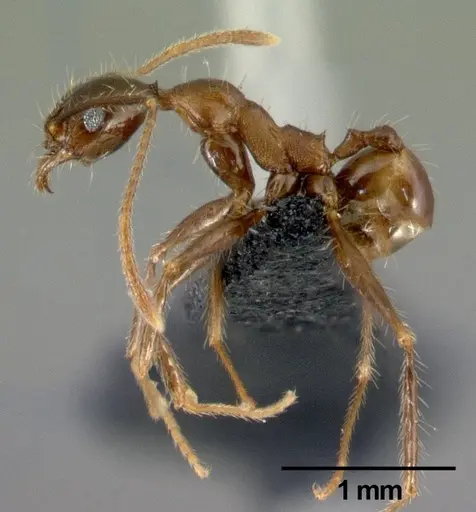Pheidole submonticola specimen