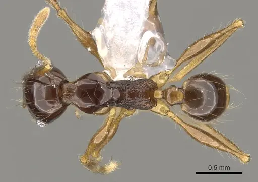 Pheidole submonticola - CASENT0901625