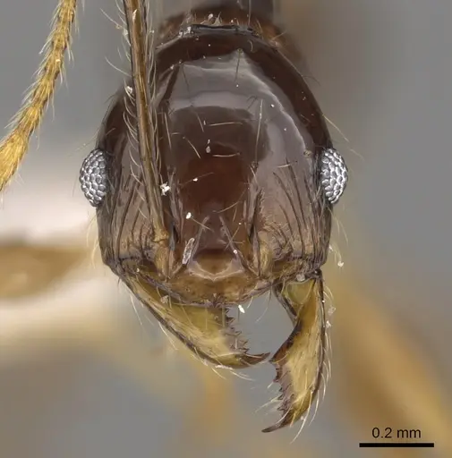 Pheidole submonticola - CASENT0901625