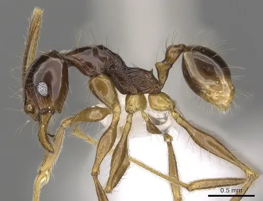 Pheidole submonticola - CASENT0901625