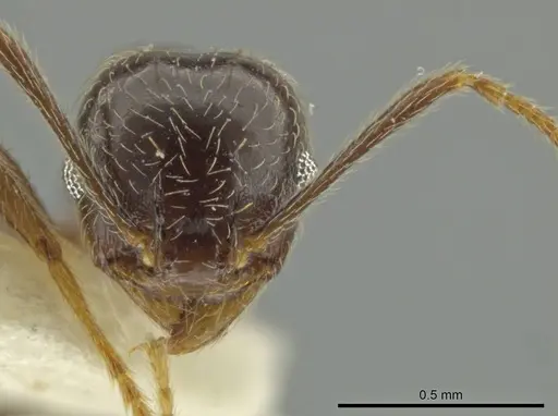 Pheidole subnuda specimen