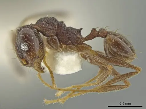 Pheidole subnuda specimen