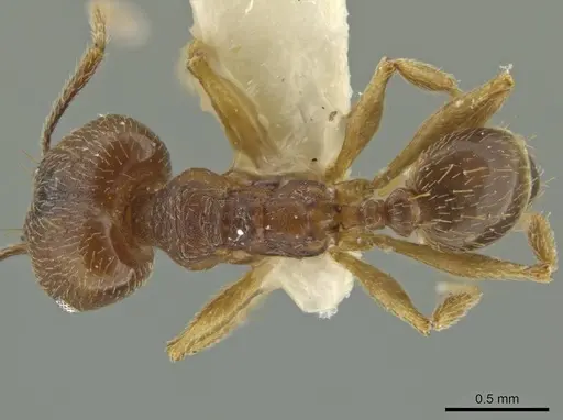 Pheidole subnuda - JTLC000016543