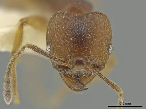 Pheidole subnuda - JTLC000016543