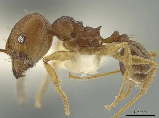 Pheidole subnuda - JTLC000016543