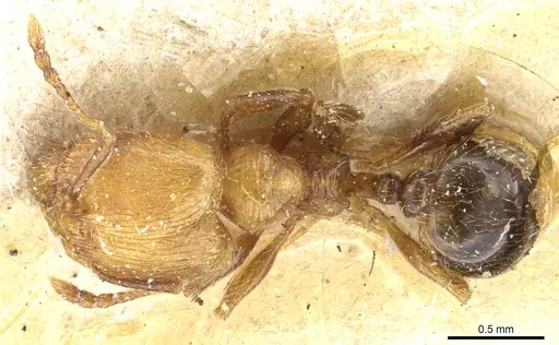 Pheidole subreticulata specimen