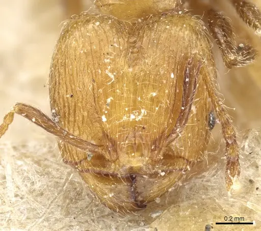 Pheidole subreticulata specimen