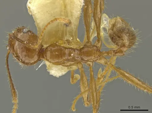 Pheidole subsphaerica specimen