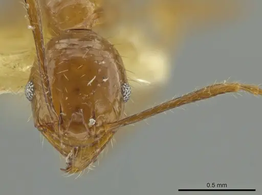 Pheidole subsphaerica specimen