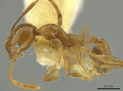 Pheidole subsphaerica specimen