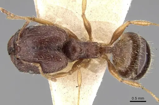 Pheidole sulcaticeps specimen