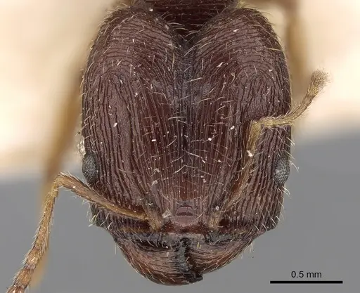 Pheidole sulcaticeps specimen