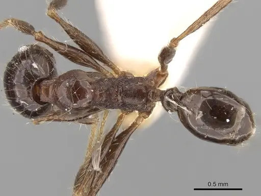 Pheidole sulcaticeps - CASENT0281655