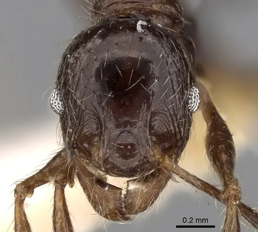 Pheidole sulcaticeps - CASENT0281655