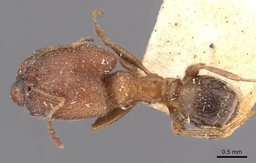 Pheidole sulcaticeps - CASENT0907961