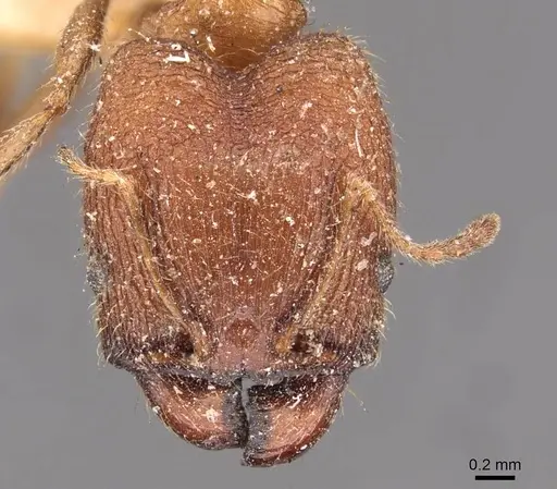 Pheidole sulcaticeps - CASENT0907961
