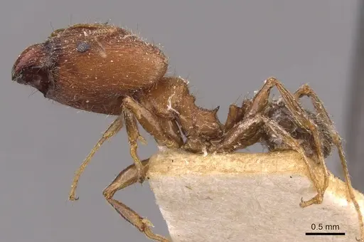 Pheidole sulcaticeps - CASENT0907961