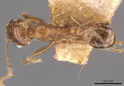 Pheidole sulcaticeps - CASENT0907962