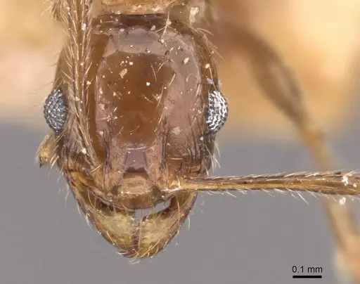 Pheidole sulcaticeps - CASENT0907962