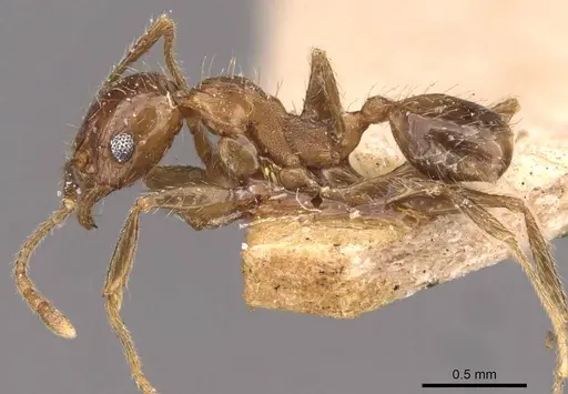 Pheidole sulcaticeps - CASENT0907962