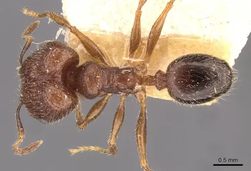 Pheidole sulcaticeps - CASENT0907963