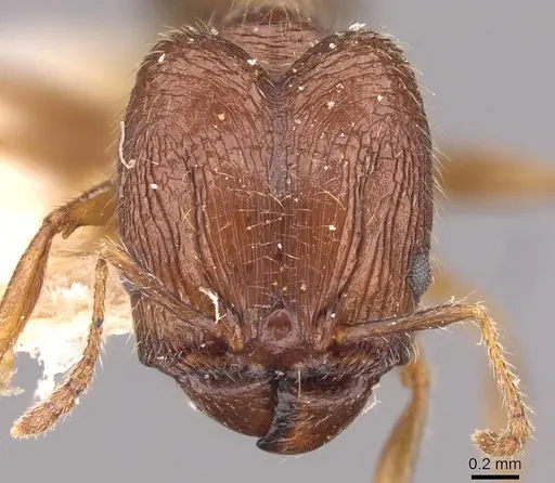 Pheidole sulcaticeps - CASENT0907963