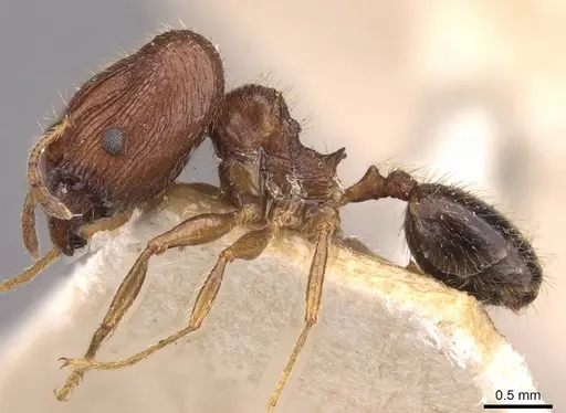 Pheidole sulcaticeps - CASENT0907963