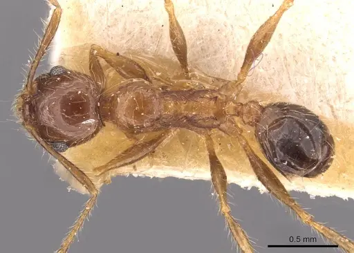 Pheidole sulcaticeps - CASENT0907964