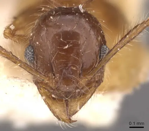 Pheidole sulcaticeps - CASENT0907964