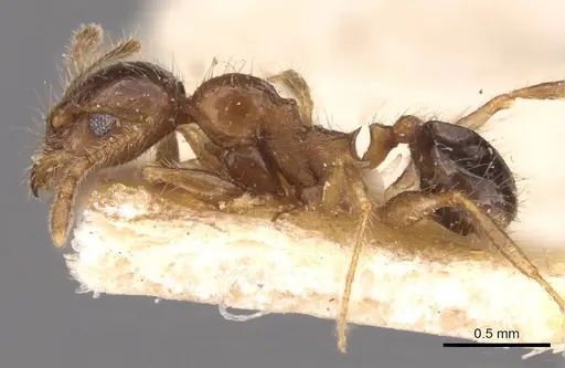 Pheidole sulcaticeps - CASENT0907964