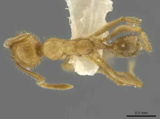 Pheidole superba specimen