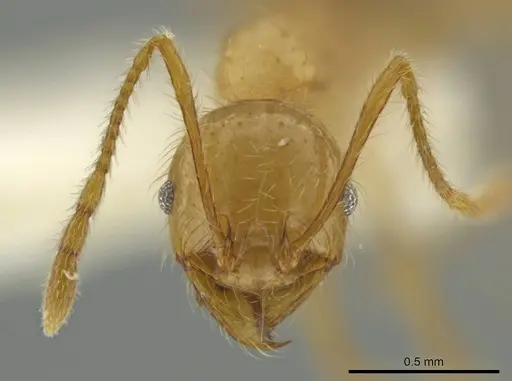 Pheidole superba specimen