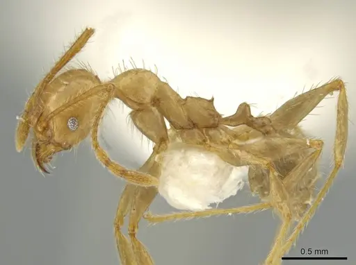 Pheidole superba specimen