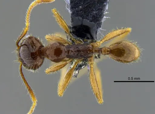 Pheidole superba - CBUMAGENT42052
