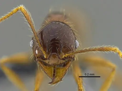 Pheidole superba - CBUMAGENT42052