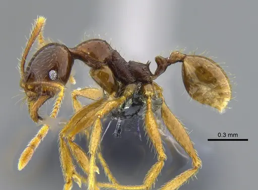 Pheidole superba - CBUMAGENT42052