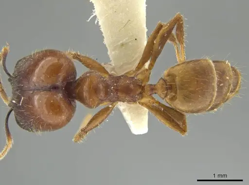 Pheidole superba - JTLC000016545