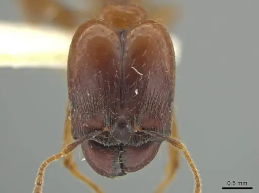 Pheidole superba - JTLC000016545
