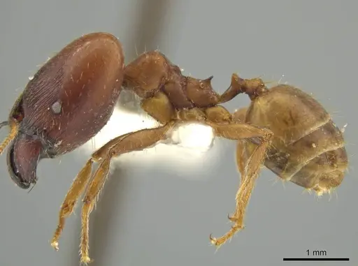 Pheidole superba - JTLC000016545