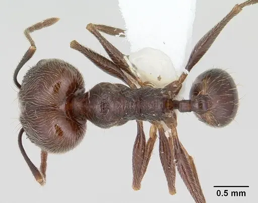 Pheidole susannae specimen