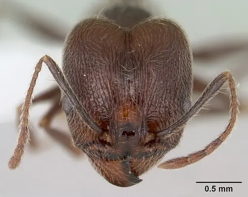 Pheidole susannae specimen