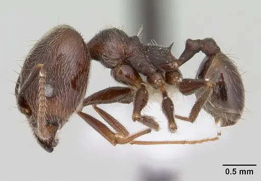 Pheidole susannae specimen