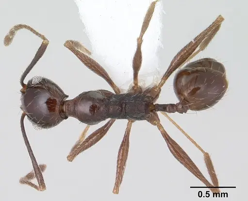 Pheidole susannae - CASENT0178040